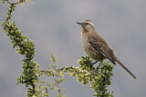 Image. Chilean Mockingbird