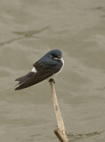 Image. Chilean Swallow