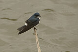Image. Chilean Swallow