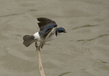 Image. Chilean Swallow