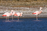 Image. Chileflamingo