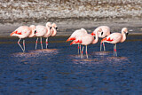 Image. Chileflamingo