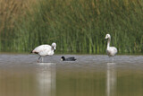 Image. Chileflamingo