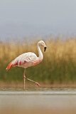Image. Chileflamingo