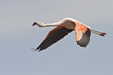 Image. Chileflamingo