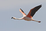 Image. Chileflamingo