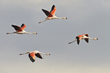 Image. Chileflamingo