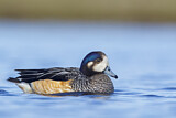 Image. Chiloe Wigeon