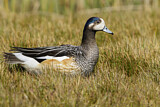 Image. Chiloe Wigeon