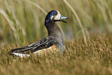 Image. Chiloe Wigeon