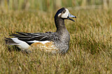 Image. Chiloe Wigeon