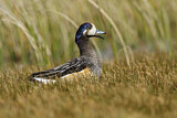 Image. Chiloe Wigeon