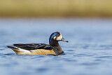 Image. Chiloe Wigeon