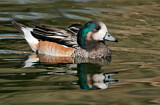Image. Chiloe Wigeon
