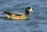 Image. Chiloe Wigeon