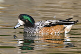 Image. Chiloe Wigeon