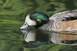 Image. Chiloe Wigeon
