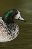 Image. Chiloe Wigeon