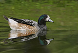 Image. Chiloe Wigeon
