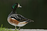 Image. Chiloe Wigeon