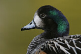 Image. Chiloe Wigeon