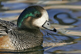 Image. Chiloe Wigeon