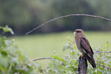 Image. Chimango Caracara