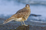 Image. Chimango Caracara