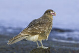 Image. Chimango Caracara