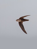 Image. Chimney Swift