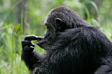 Image. Chimpanzee