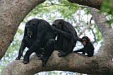 Image. Chimpanzee