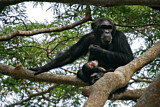 Image. Chimpanzee