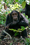 Image. Chimpanzee