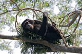 Image. Chimpanzee