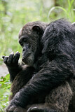 Image. Chimpanzee