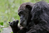 Image. Chimpanzee