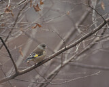 Image. Chinagrünfink