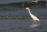 Image. Chinese Egret