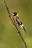 Image. Chinese Grosbeak