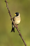 Image. Chinese Grosbeak