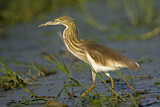 Image. Chinese Pond Heron