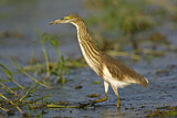 Image. Chinese Pond Heron
