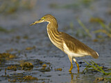 Image. Chinese Pond Heron