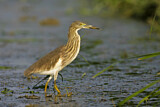 Image. Chinese Pond Heron