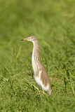 Image. Chinese Pond Heron