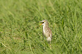 Image. Chinese Pond Heron