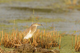 Image. Chinese Pond Heron