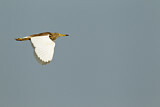 Image. Chinese Pond Heron