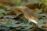 Image. Chinese Pond Heron
